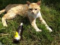 242 foto MVervoorn 2019-06-20 15.58.24